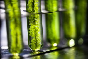 Pipes with green algae immersed in water, for biotech